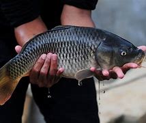 Mimpi Dapat Ikan Mas Hitam Besar